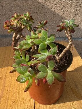 Echeveria Harmsii Ruby Slipper Succulent: Fuzzy Red Velvet Succulent